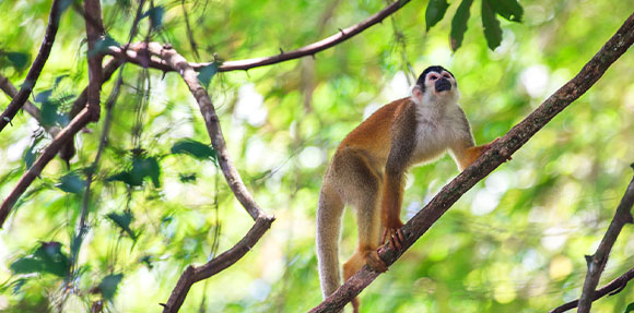 A monkey sitting on a tree branch.