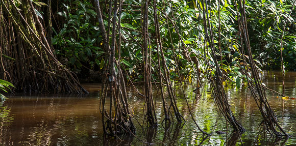 A man in a canoe in a river surrounded by trees.