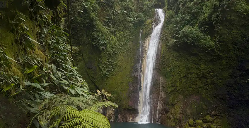 A waterfall in the middle of a lush green forest.