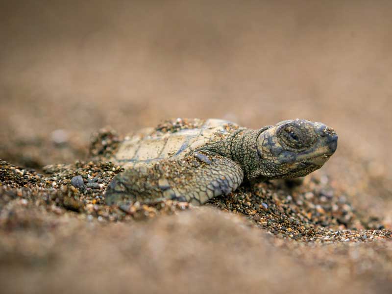 A baby turtle crawling in the sand.