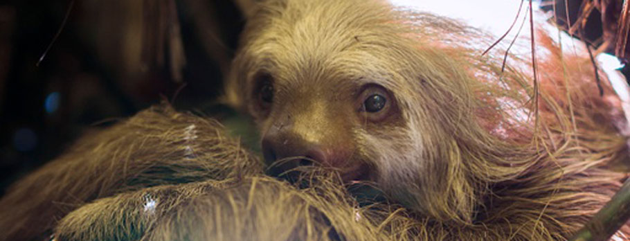 A sloth hanging upside down in a tree.