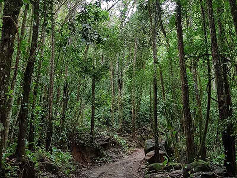 A dirt path in the middle of a forest.