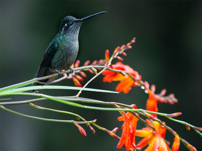 A hummingbird perches on a branch with red flowers.