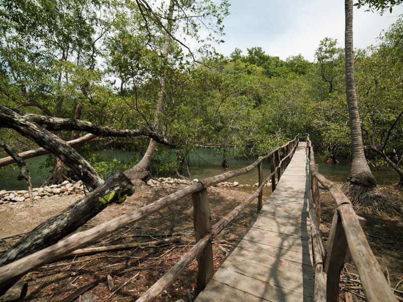 A wooden bridge over a river surrounded by trees