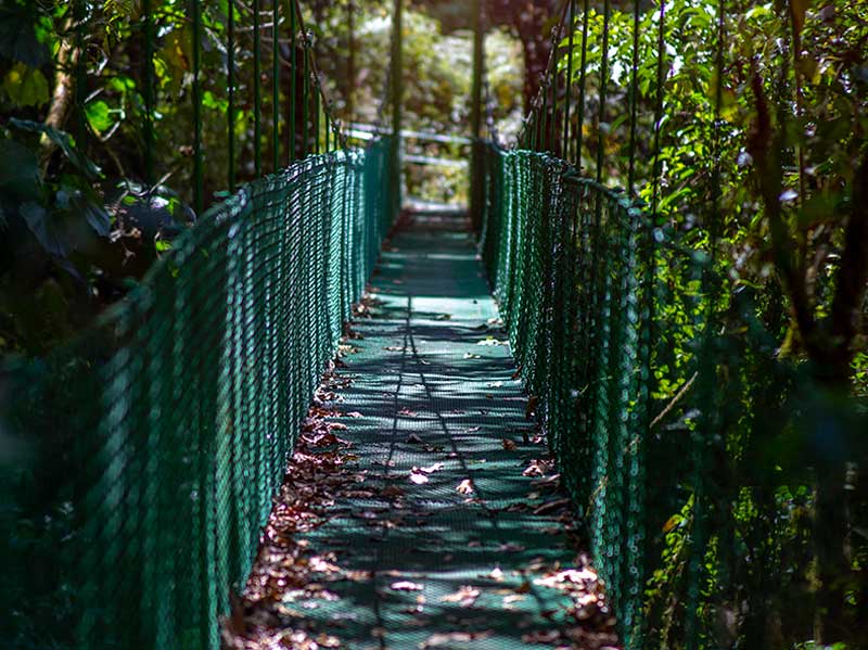 A walkway in the middle of a lush green forest.