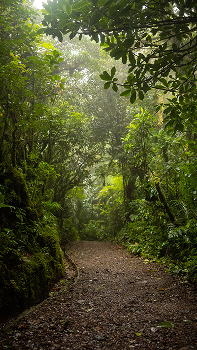 A dirt path in the middle of a lush green forest.