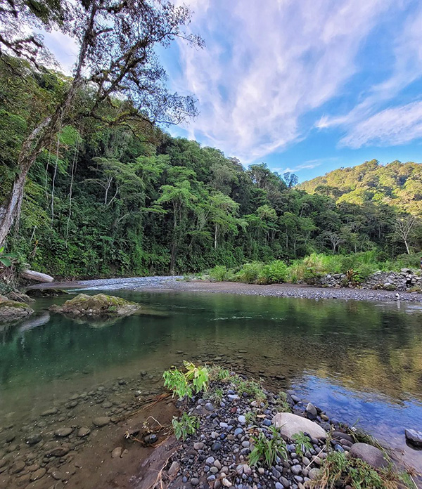 A river running through a lush green forest.