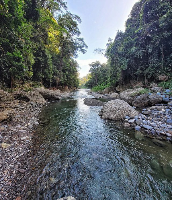 A river running through a lush green forest.
