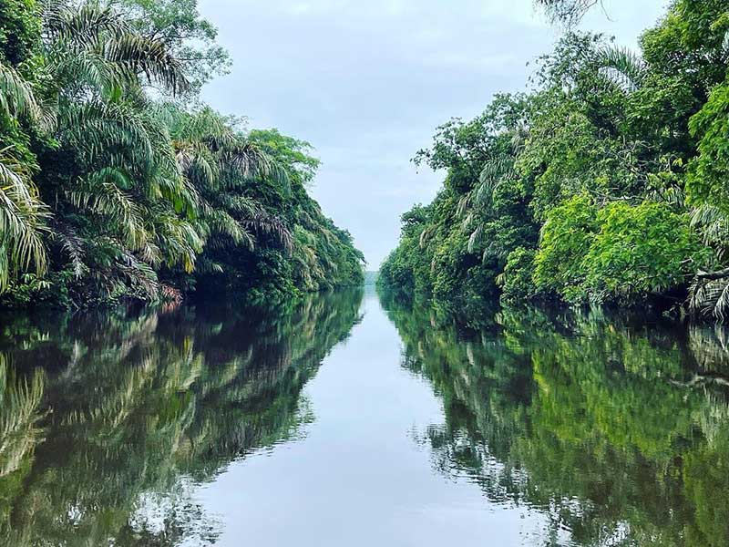 A narrow river surrounded by lush green trees.