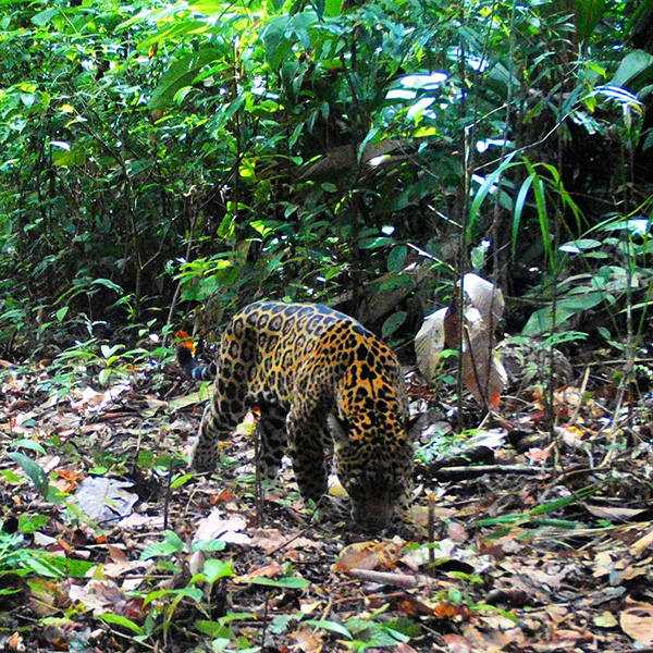 A leopard walking through a jungle filled with lots of leaves.