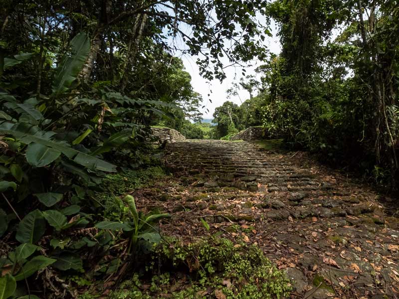 A dirt road in the middle of a jungle.