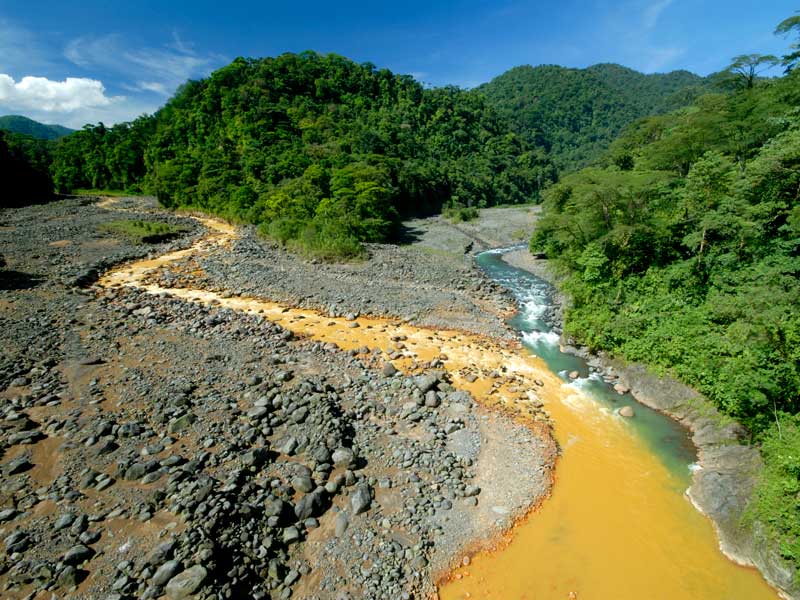 Un río que corre a través de un exuberante bosque verde.