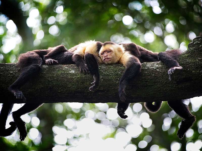 A group of monkeys resting on a tree branch.