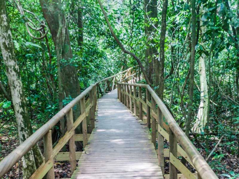 A wooden walkway in the middle of a forest.