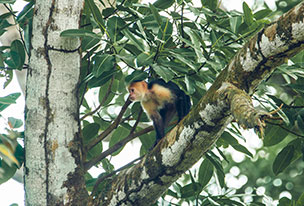 A monkey sitting on a tree branch in a forest. 