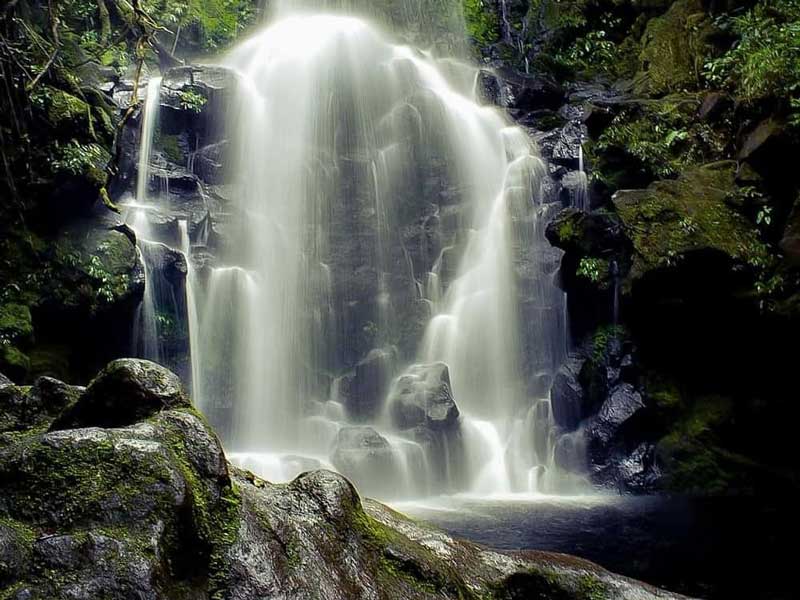A large waterfall in the middle of a forest.