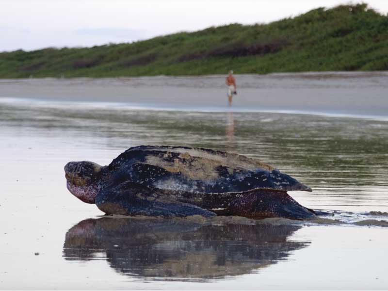 A large turtle laying on top of a sandy beach.