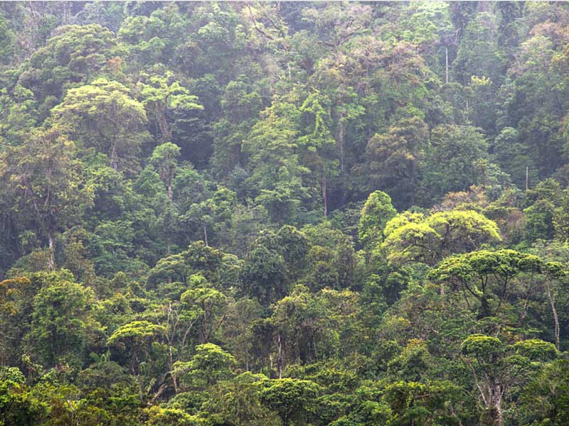 A forest filled with lots of green trees.