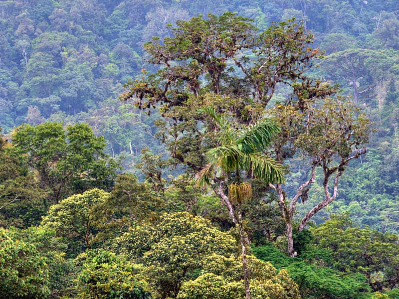 A lush green forest filled with lots of trees.