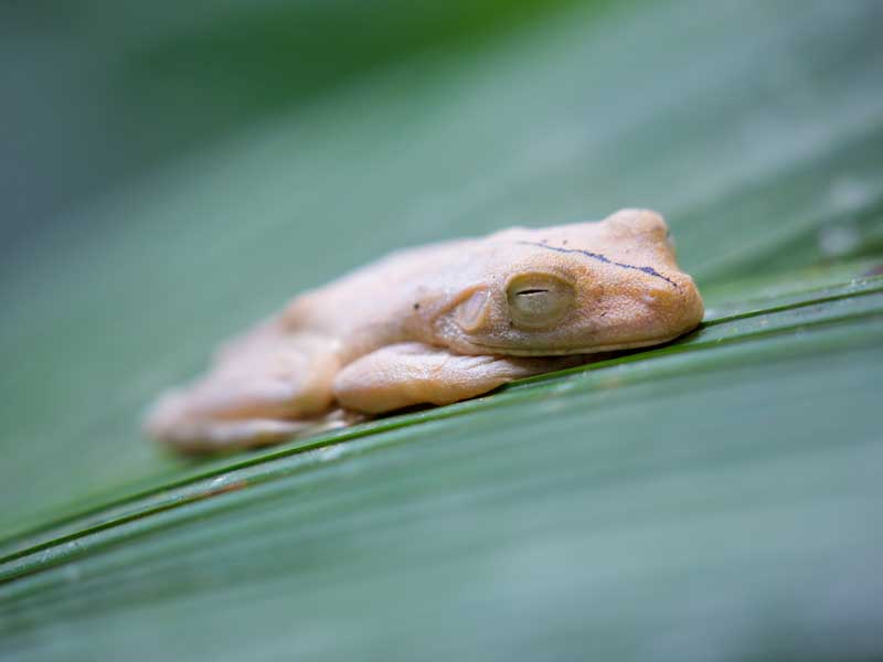 A close up of a frog on a leaf.