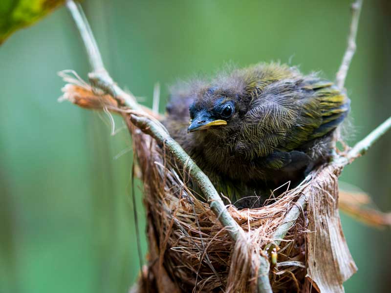 A small bird sitting on top of a tree branch.