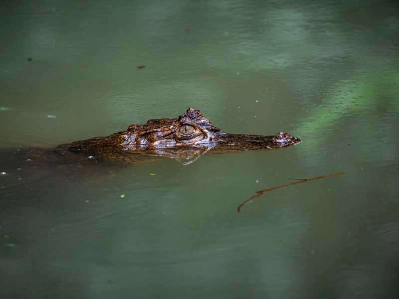 A large alligator floating in a body of water.
