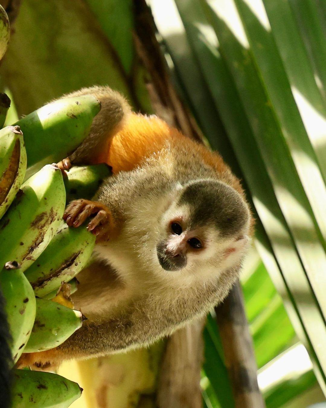 A monkey eating fruit