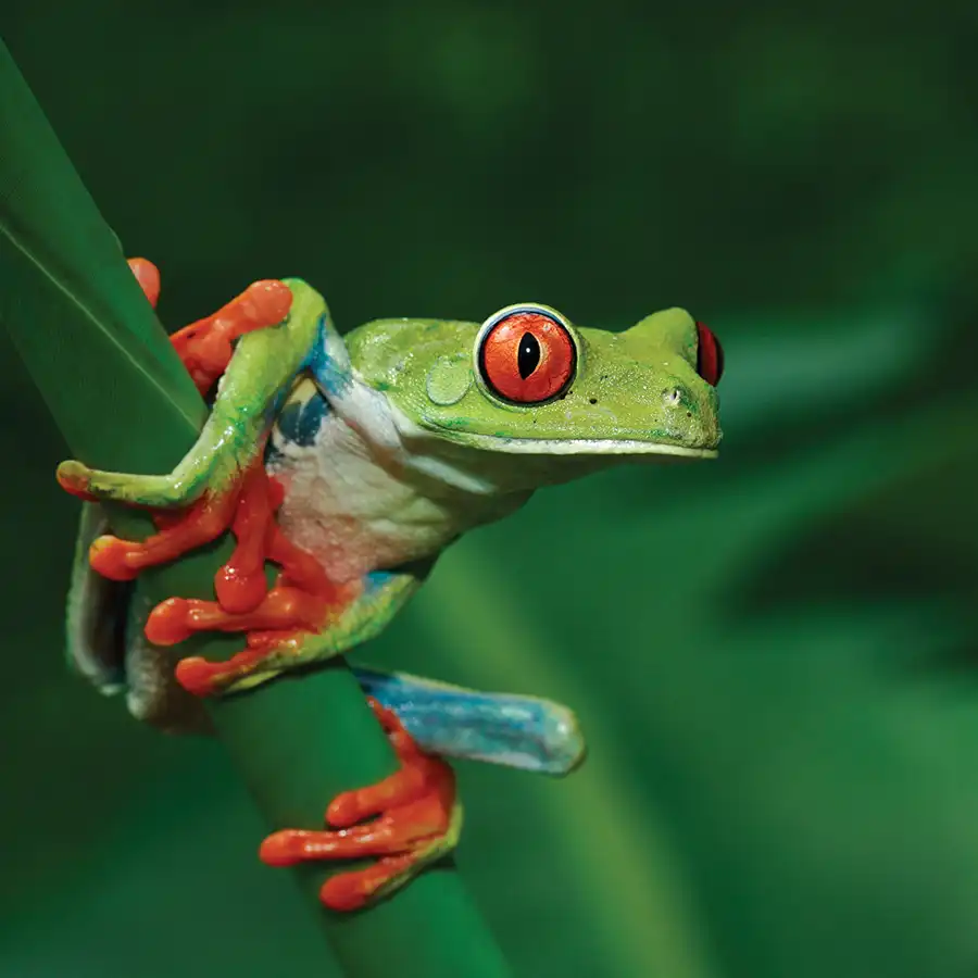 A red eyed tree frog sitting on top of a green leaf