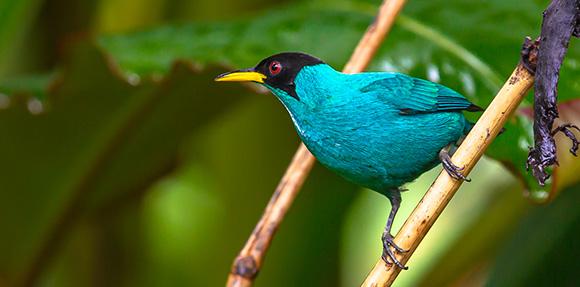 blue bird