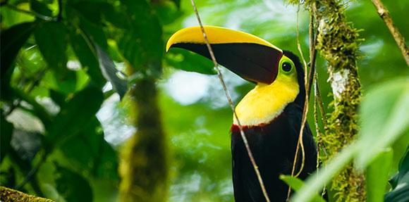 toucan