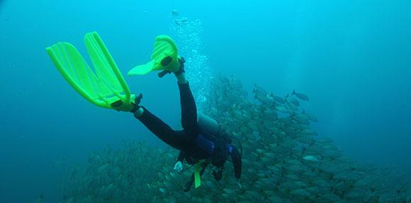 diver swimming towards fish