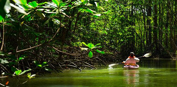 kayak in jungle
