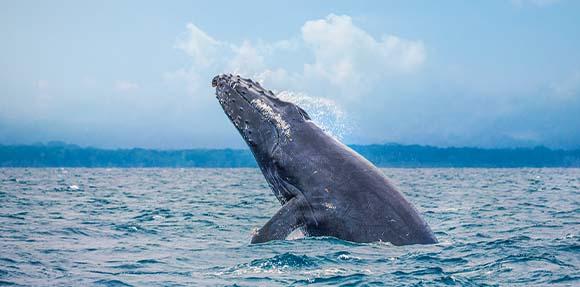 whale jumping