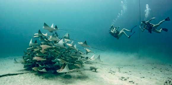 divers around manta ray school