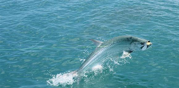 tarpon jumping out of water