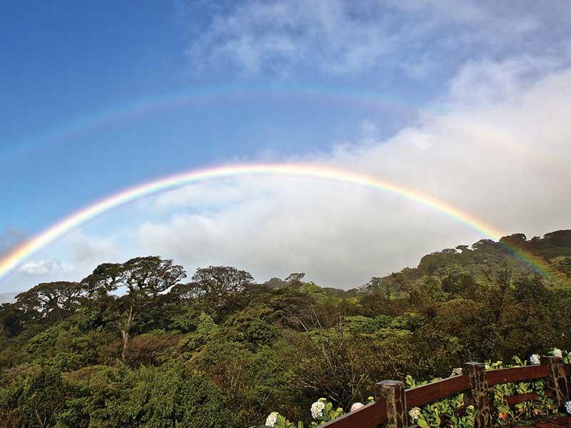 rainbow over forest