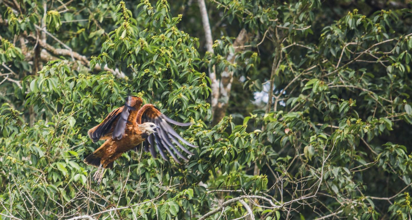 Caño Negro Wildlife Refuge