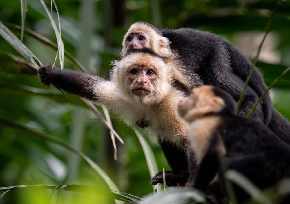 baby monkey on mother's back