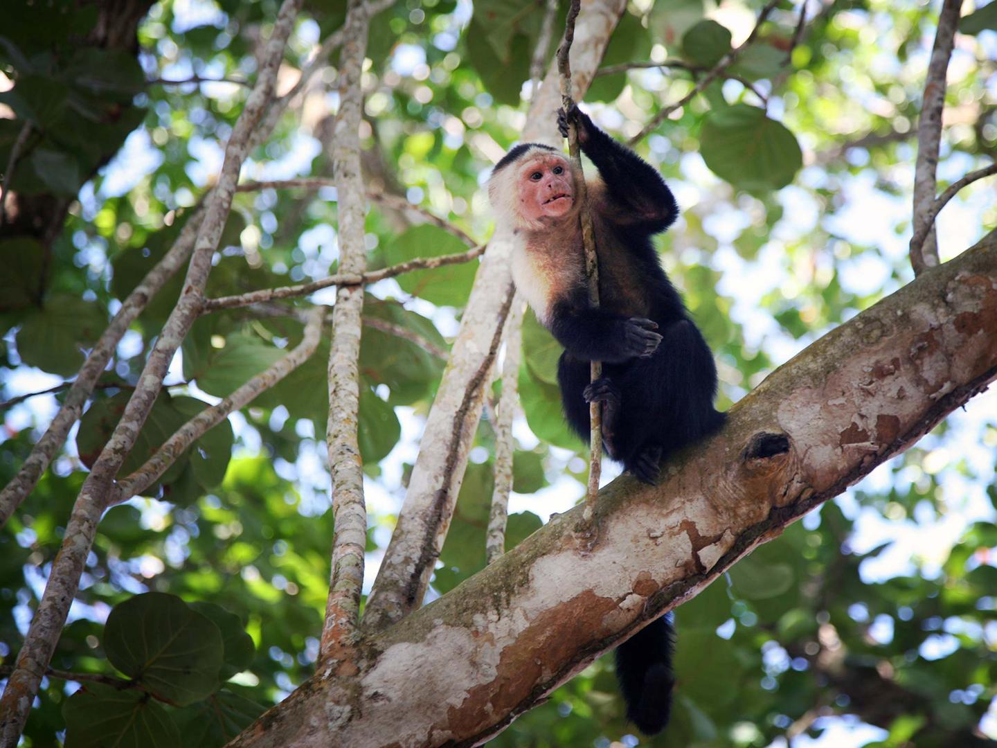 Cahuita National Park