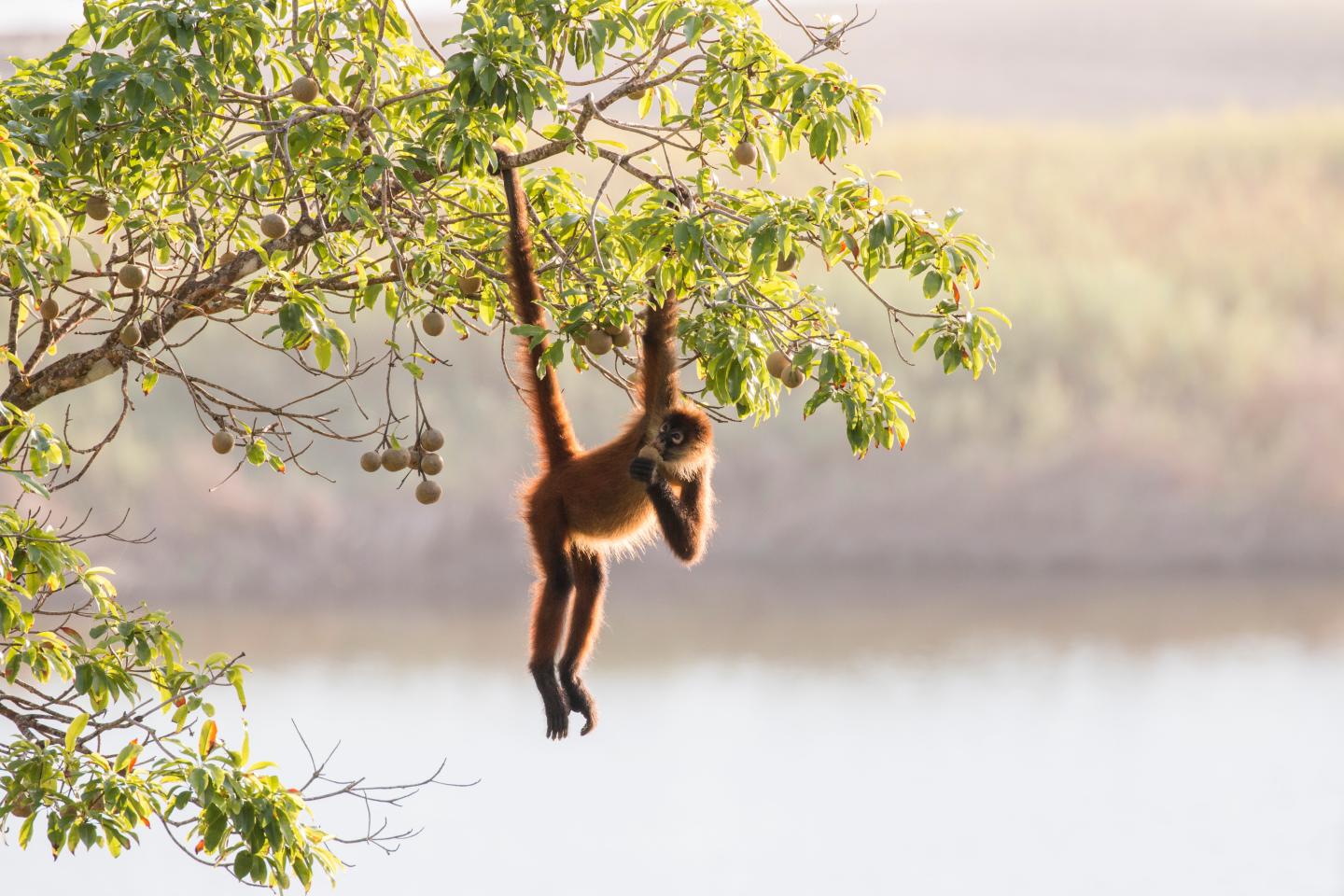 orange monkey hanging from tree with arm and tail