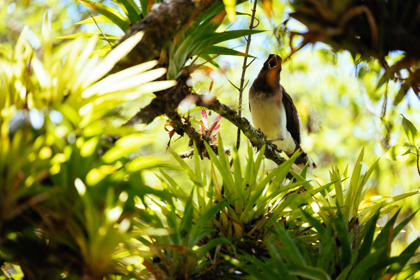 bird