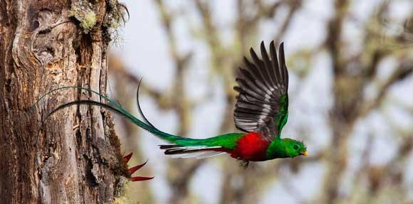 flying small green/red bird
