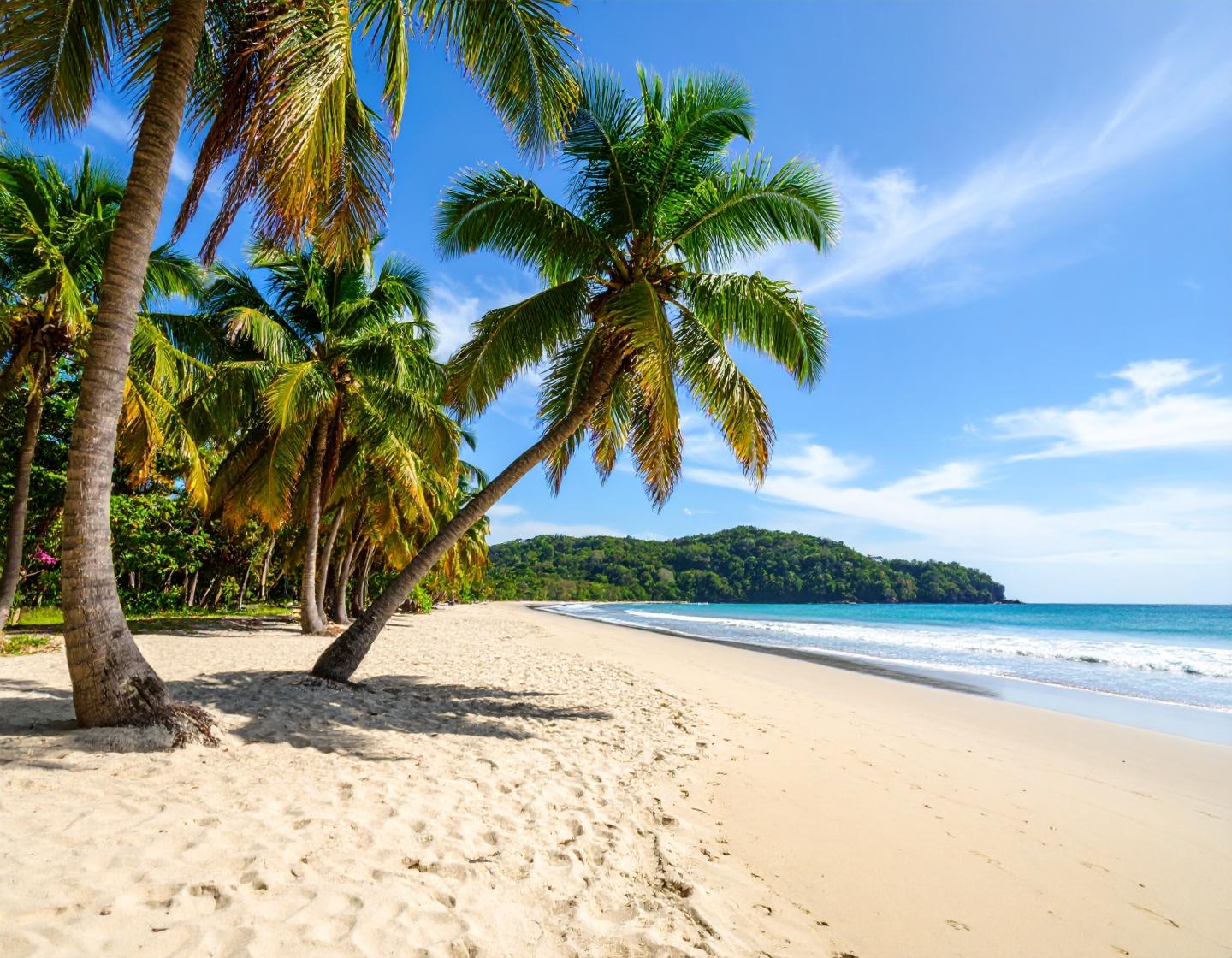 palm trees on a beach