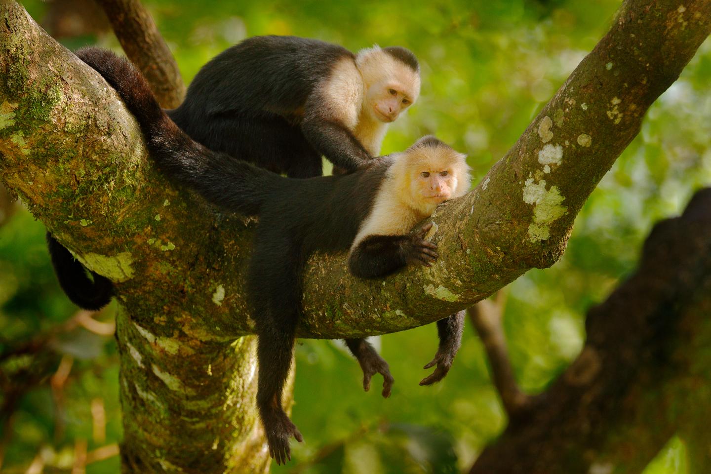 two monkeys in a tree