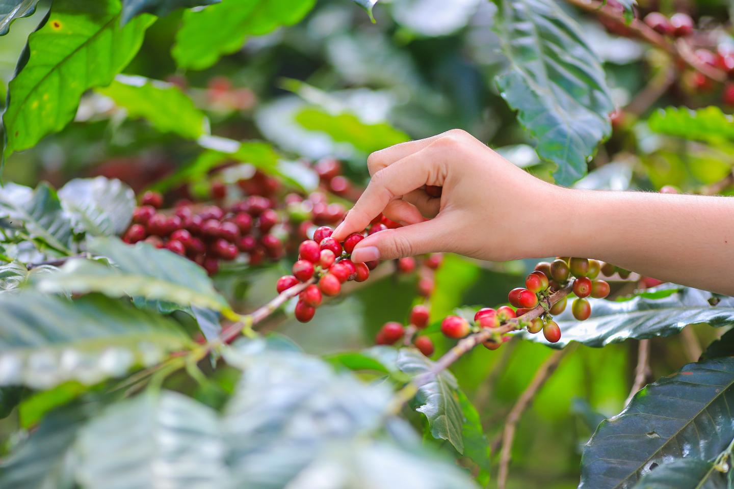 hand picking a berry off a tree