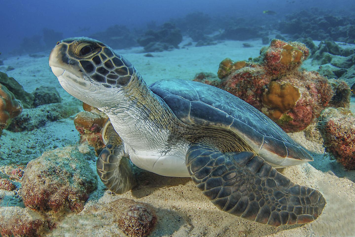 sea turtle laying on the sea floor