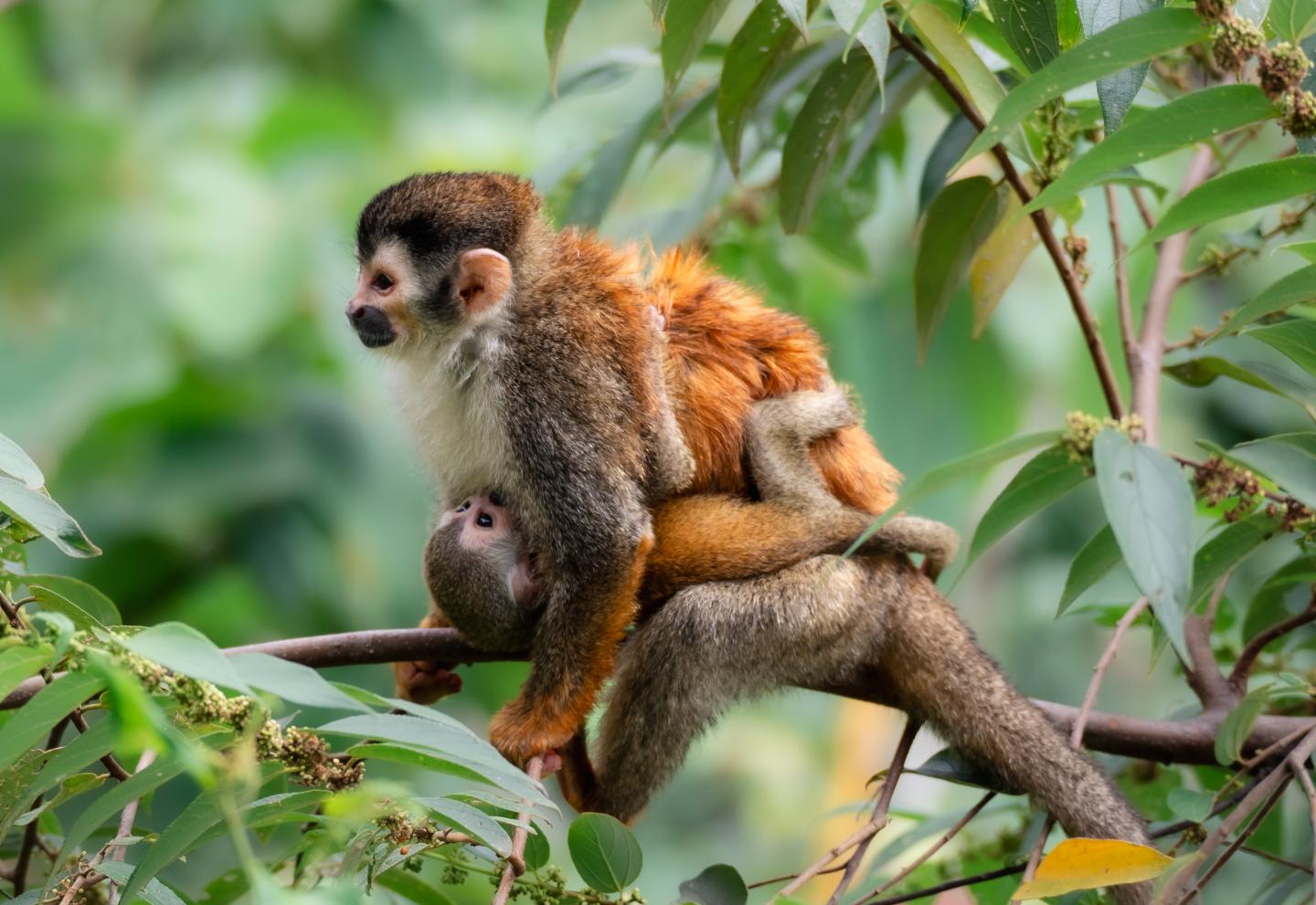 Female squirrel monkey in tree with baby holding her