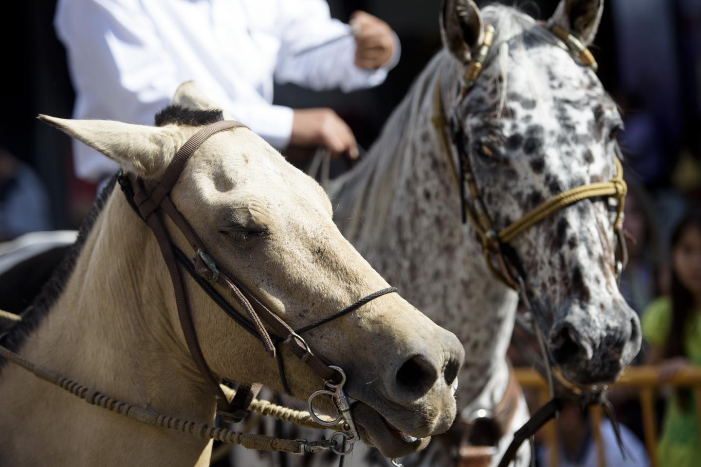 Close-up of two bridled horses with riders during a horse parade in San José.