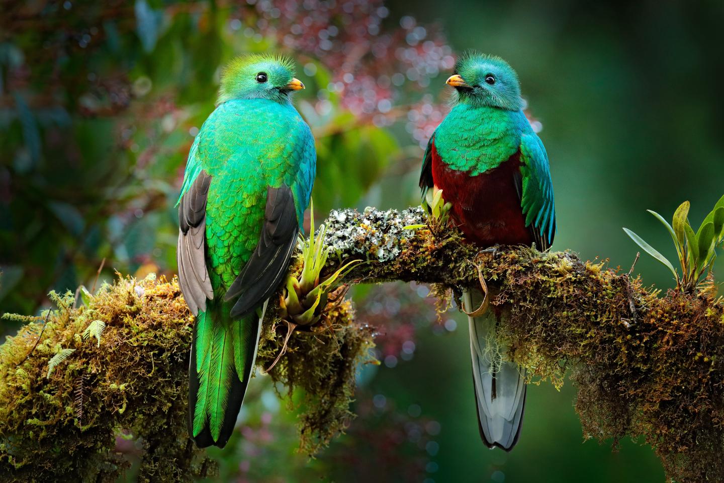 Two resplendent quetzals perch on a moss-covered branch surrounded by soft green forest foliage.