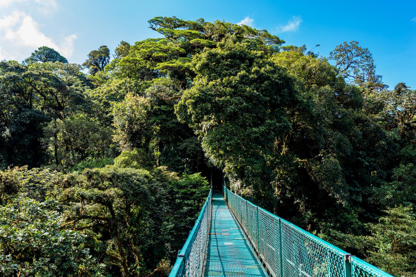 Suspension bridge stretches across dense green cloud forest beneath a bright blue sky.